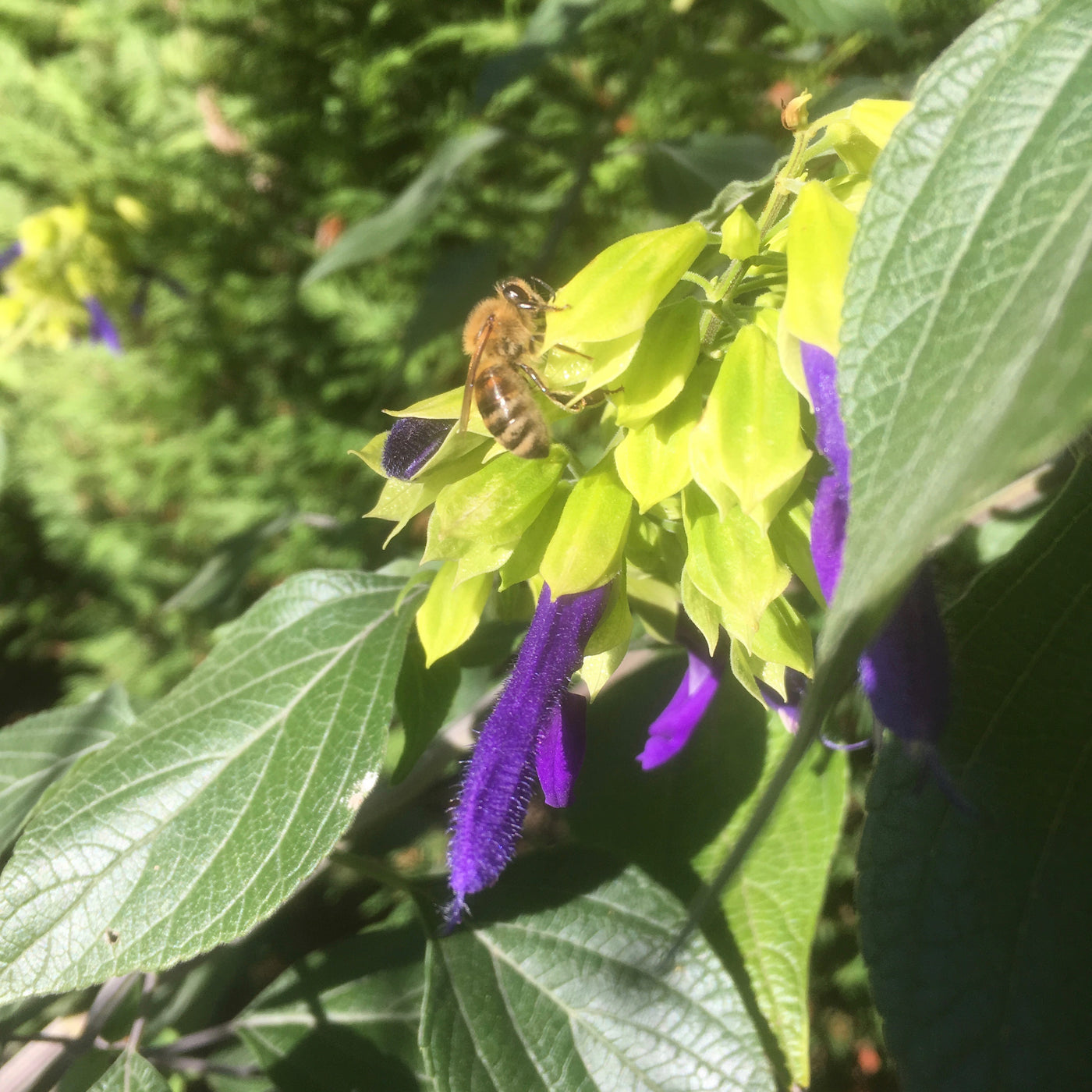 Puriri Lane | Salvia mexicana | Limelight