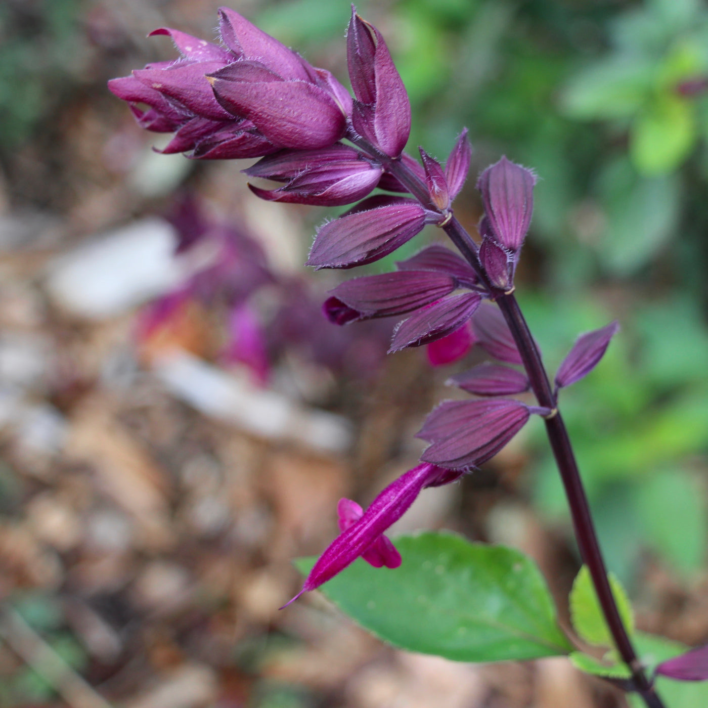 Puriri Lane | Salvia | Love & Wishes