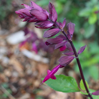 Puriri Lane | Salvia | Love & Wishes