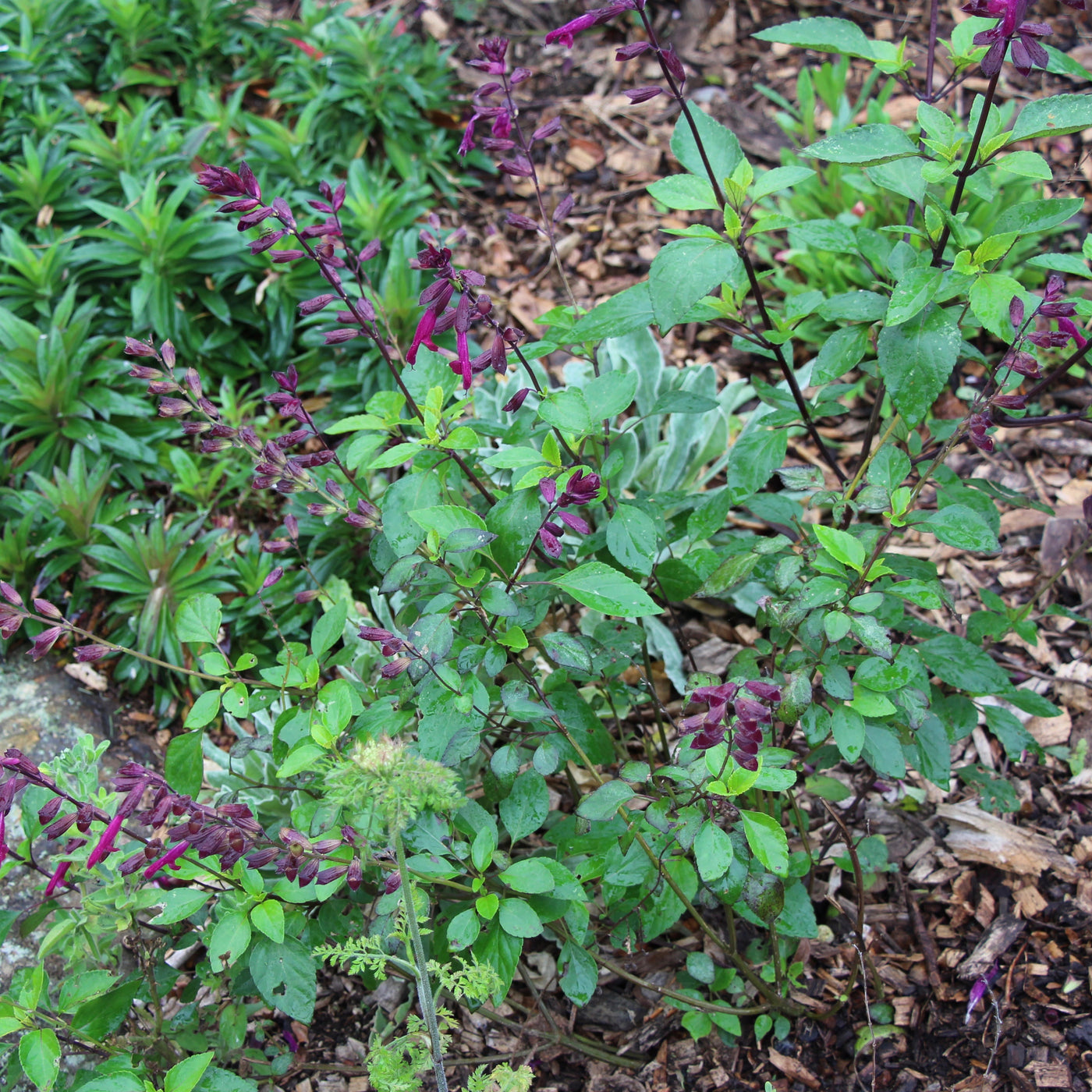 Puriri Lane | Salvia | Love & Wishes