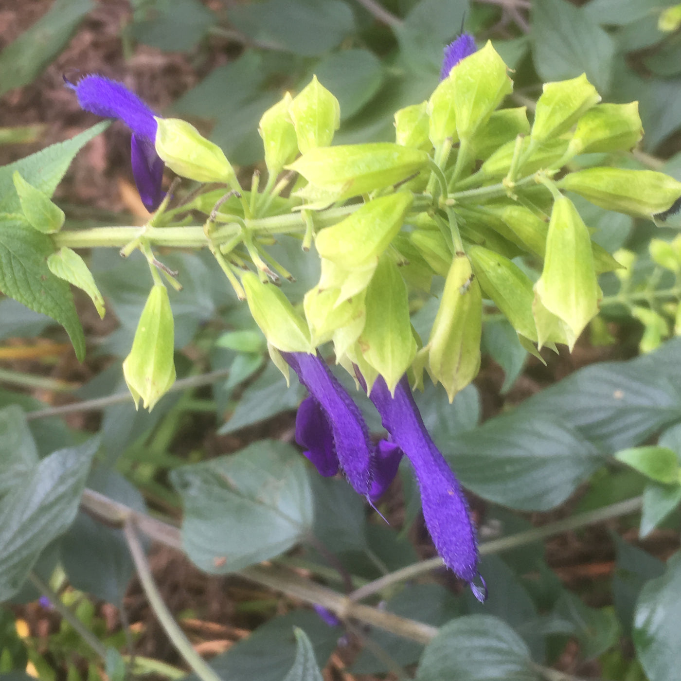 Puriri Lane | Salvia mexicana | Limelight