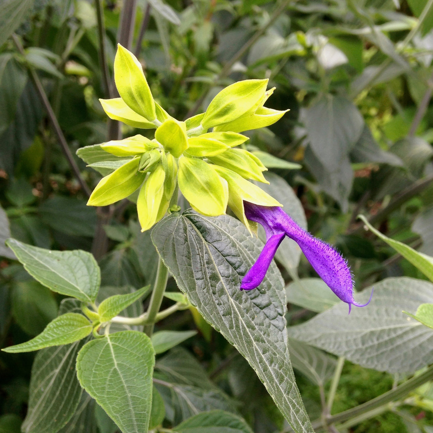 Puriri Lane | Salvia mexicana | Limelight