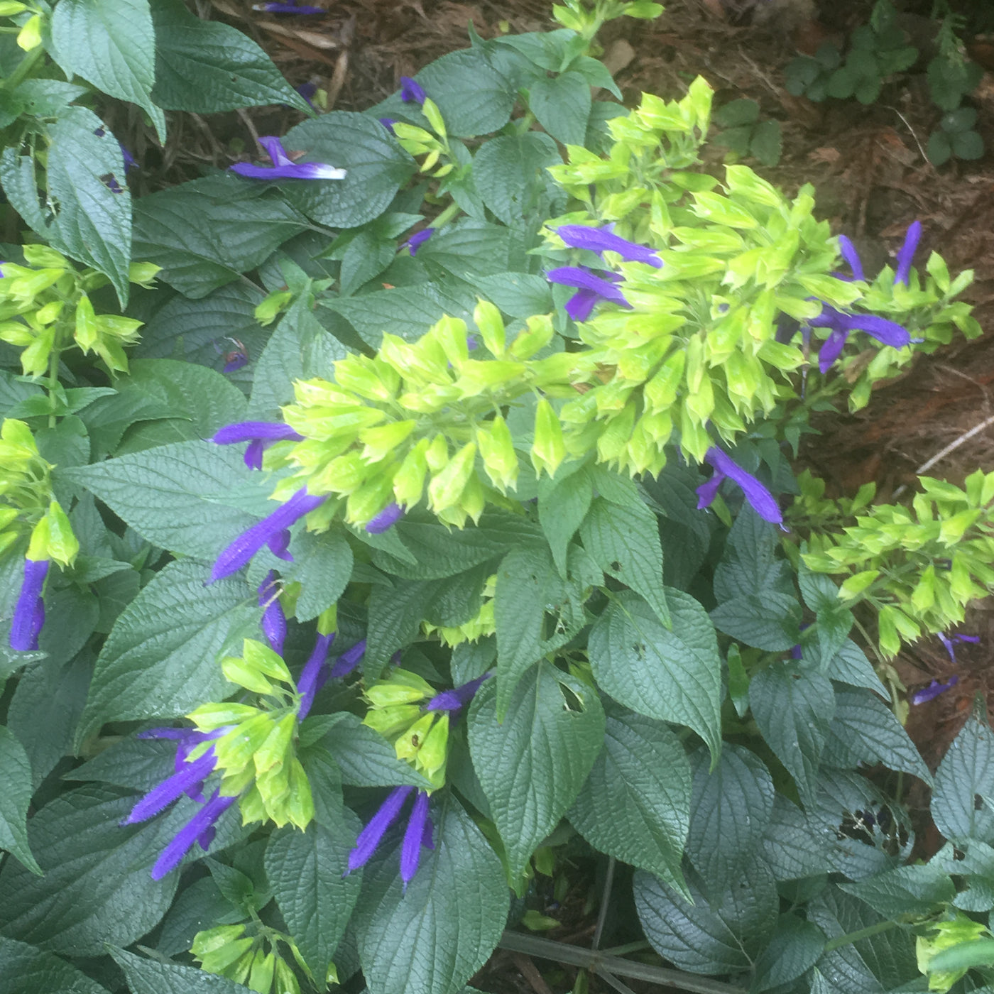 Puriri Lane | Salvia mexicana | Limelight