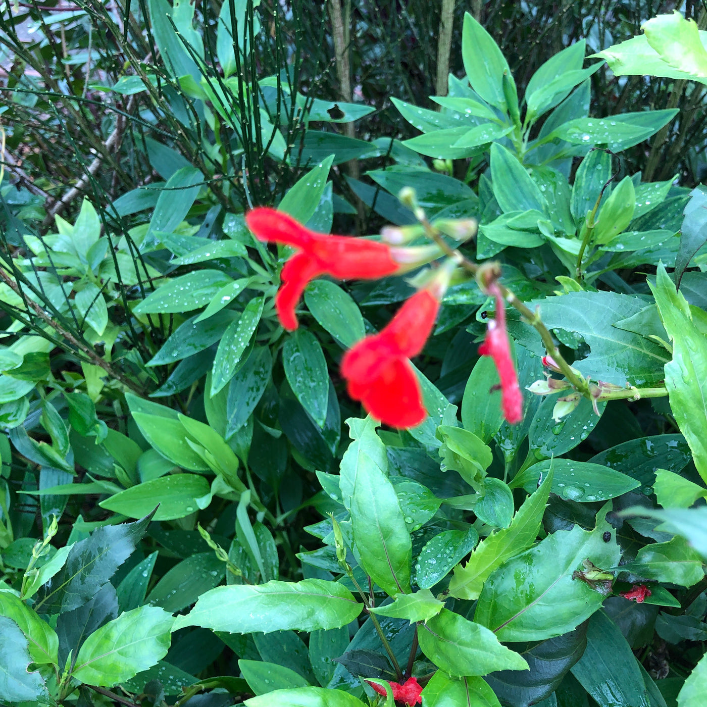 Puriri Lane | Salvia miniata