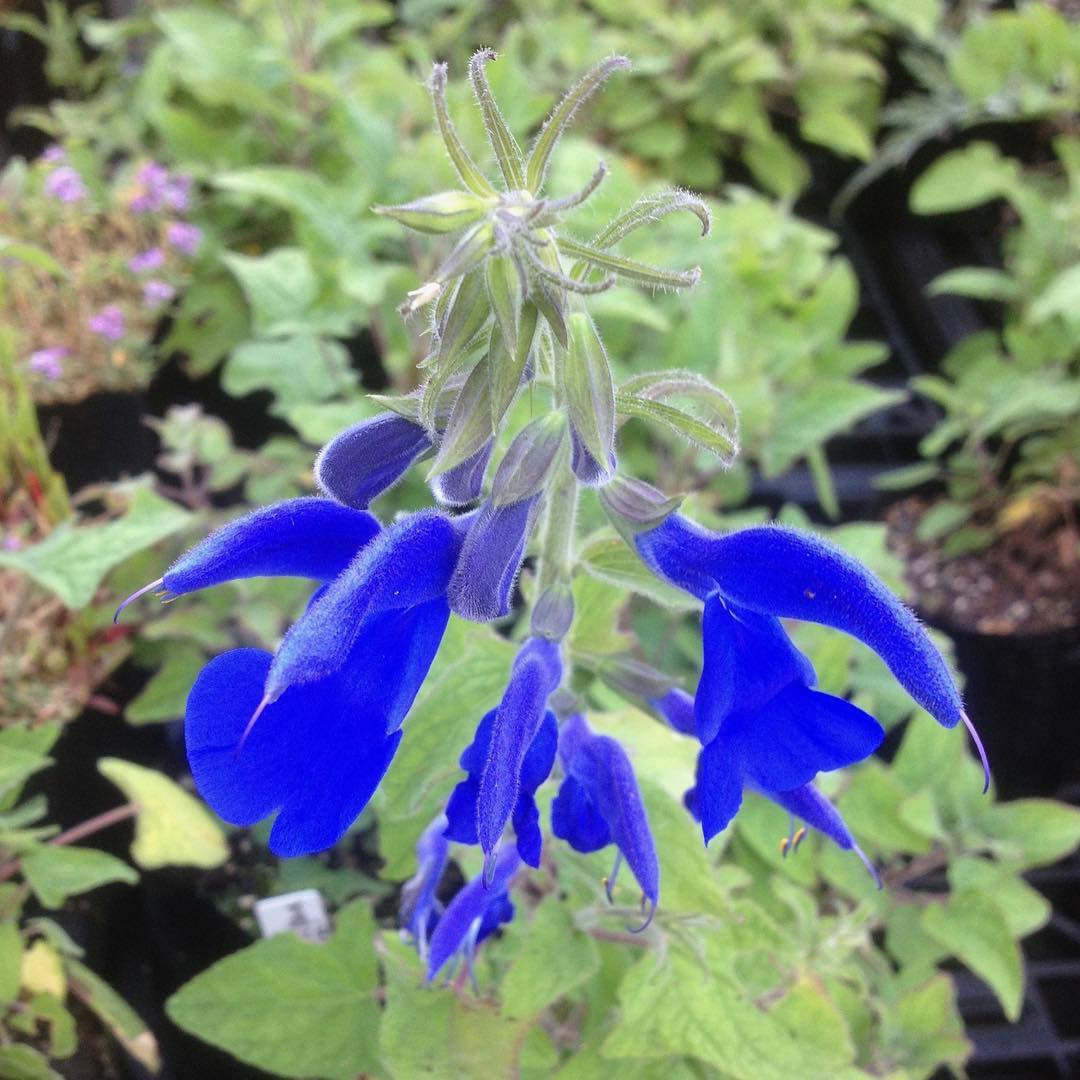 Puriri Lane | Salvia Patens | Oxford Blue