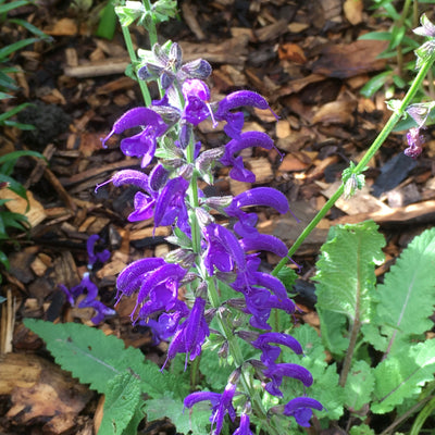 Puriri Lane | Salvia pratensis | Twilight Serenade