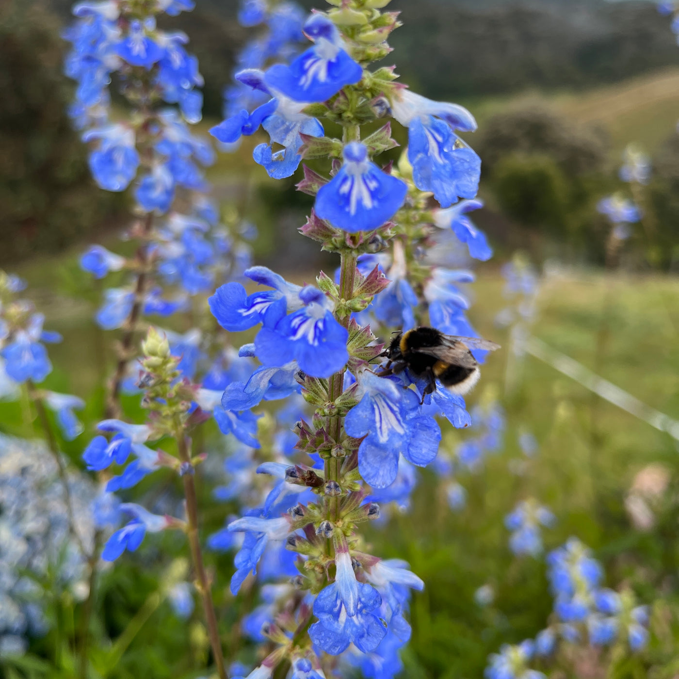 Puriri Lane | Salvia |  ulignosa