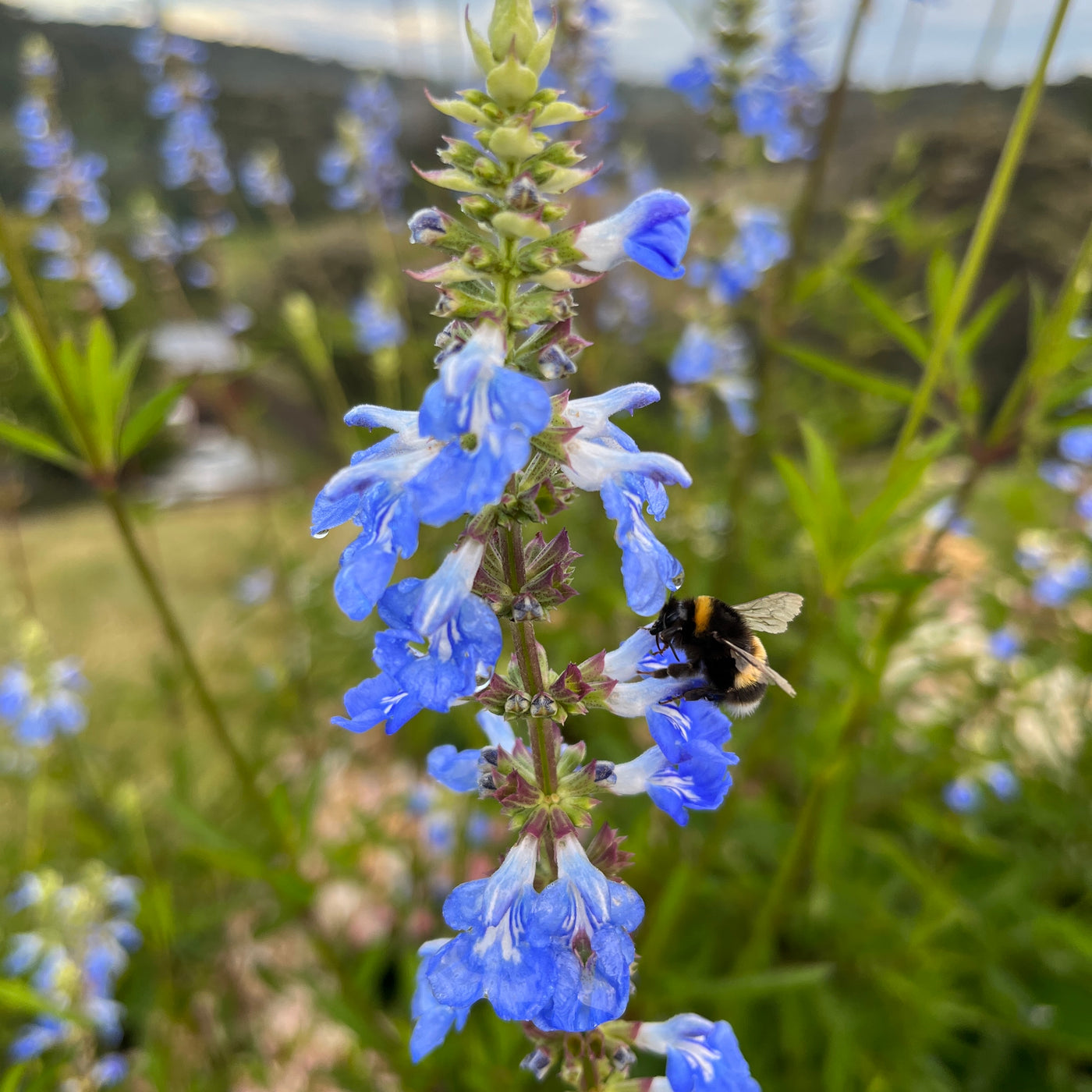 Puriri Lane | Salvia |  ulignosa