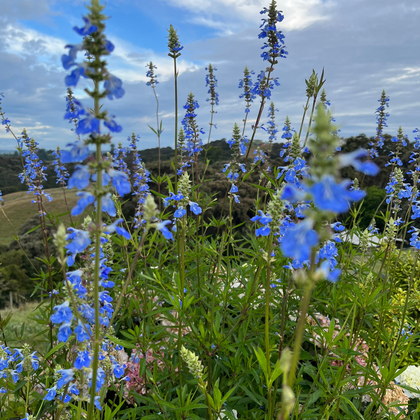 Puriri Lane | Salvia |  ulignosa