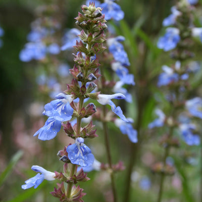 Puriri Lane | Salvia |  ulignosa
