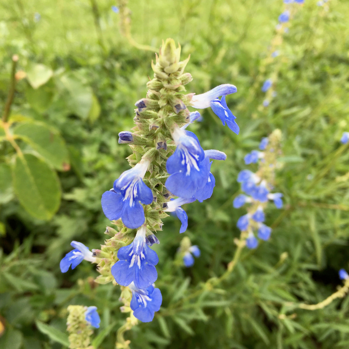 Puriri Lane | Salvia |  ulignosa