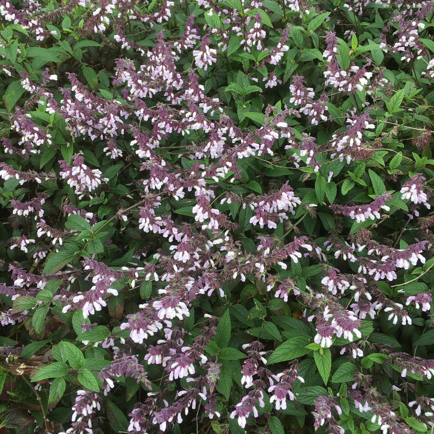 Puriri Lane | Salvia Waverley