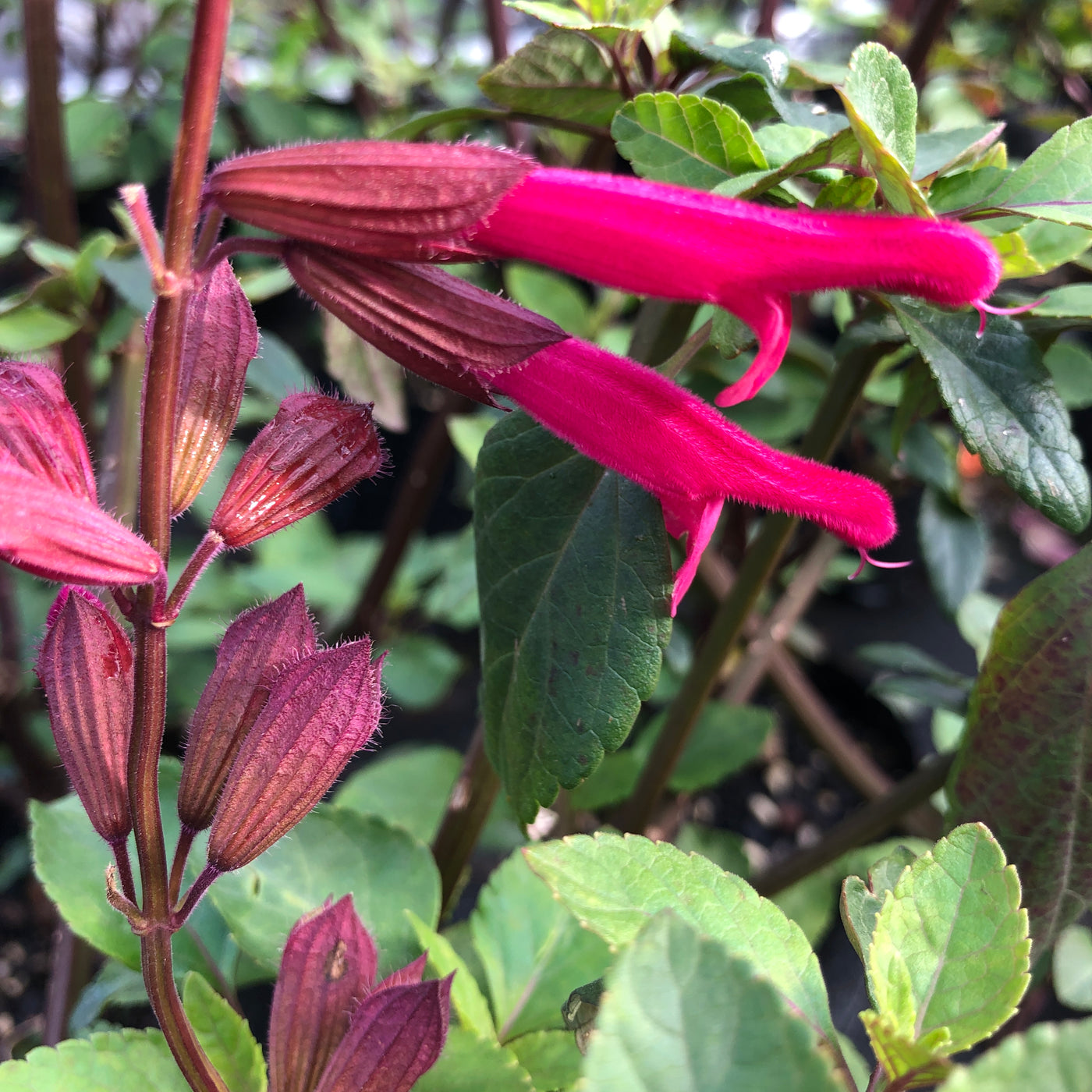 Salvia | Wendys Wish