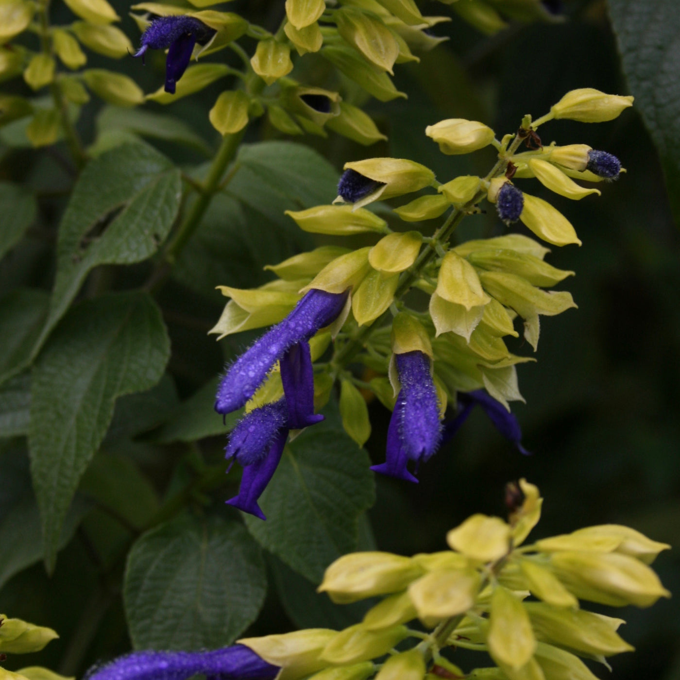 Puriri Lane | Salvia mexicana | Limelight