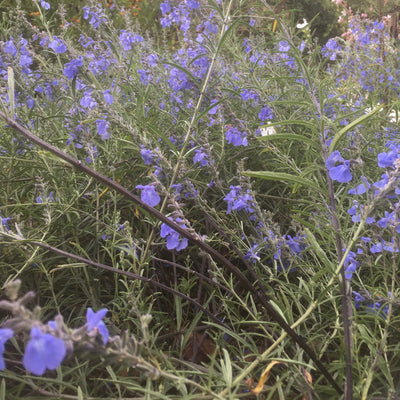 Puriri Lane | Salvia azurea