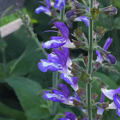 Puriri Lane | Salvia | Forskaohlei