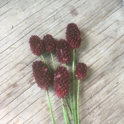 Puriri Lane | Sanguisorba tenufolia rubra
