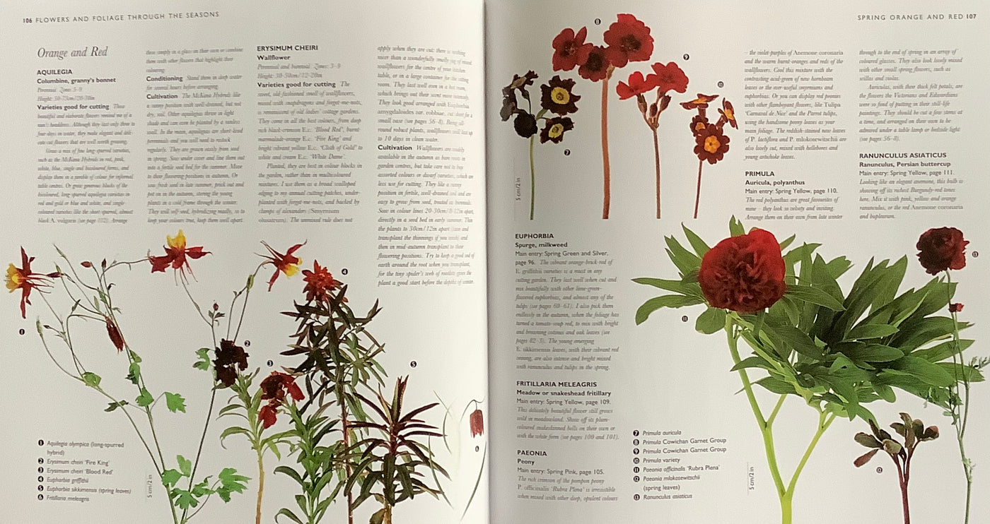 Puriri Lane | The Cutting Garden | Sarah Raven