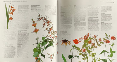 Puriri Lane | The Cutting Garden | Sarah Raven