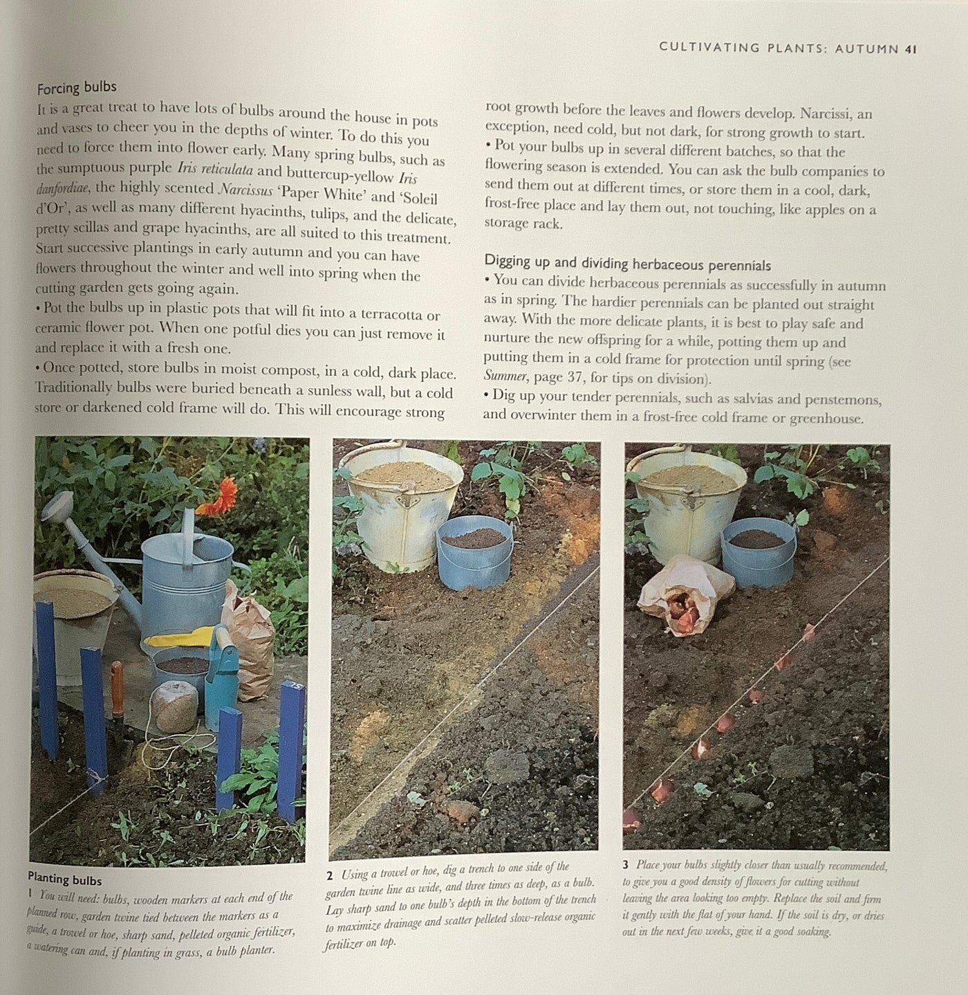 Puriri Lane | The Cutting Garden | Sarah Raven