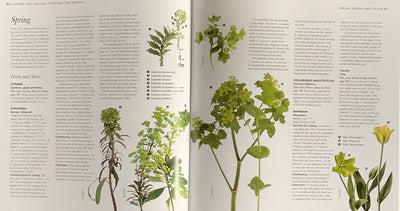 Puriri Lane | The Cutting Garden | Sarah Raven