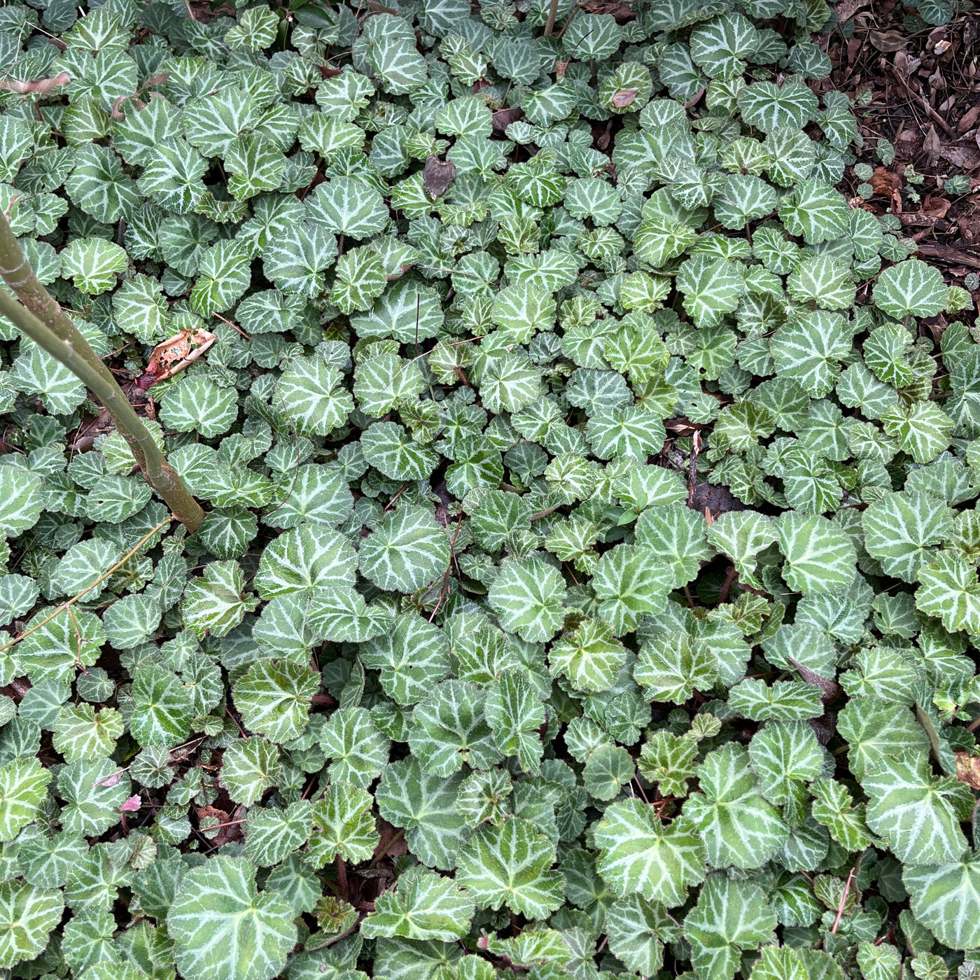 Puriri Lane | Saxifraga stolonifera