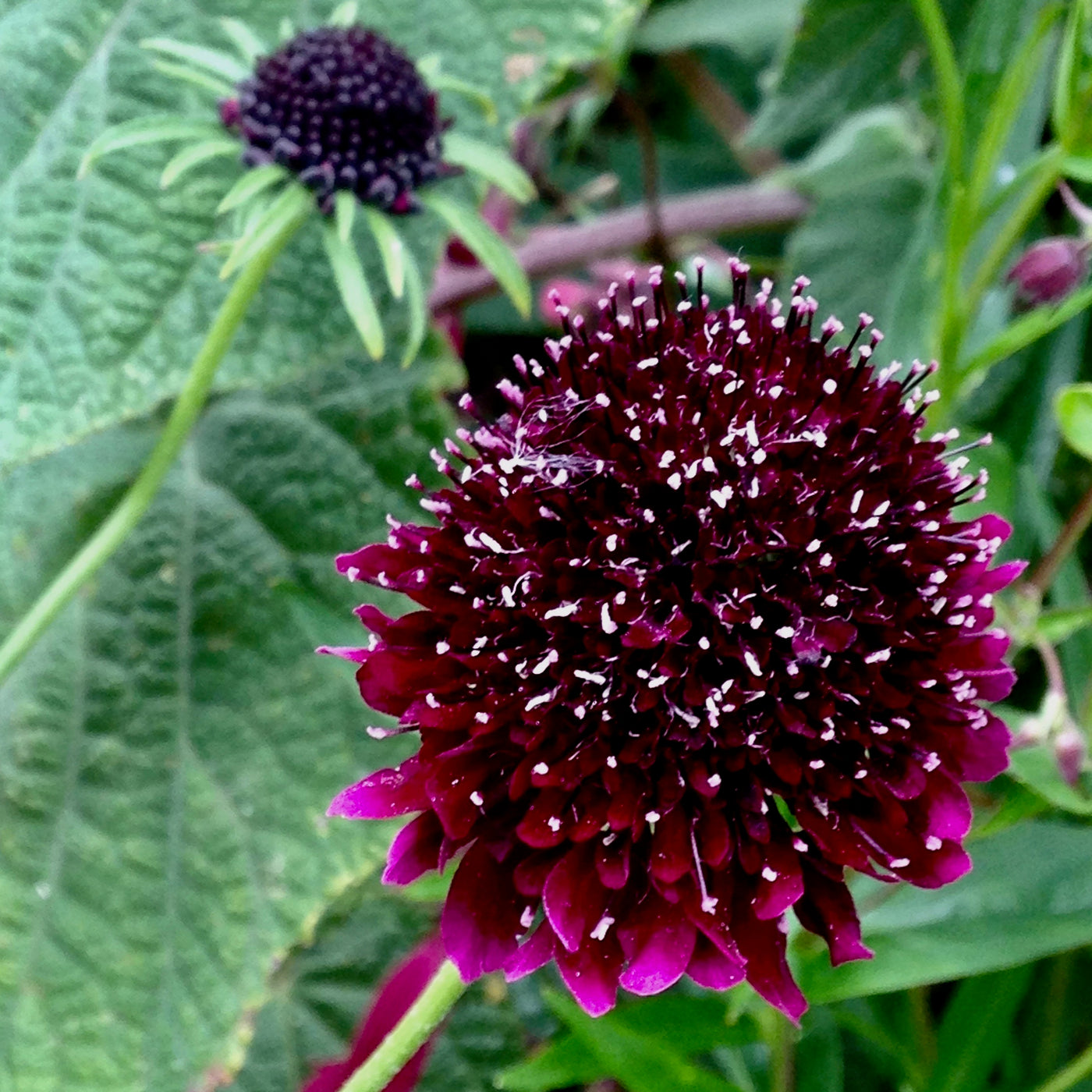 Puriri Lane | Scabiosa atropurpurea | Black Knight