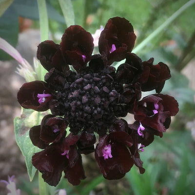 Puriri Lane | Scabiosa atropurpurea | Black Knight