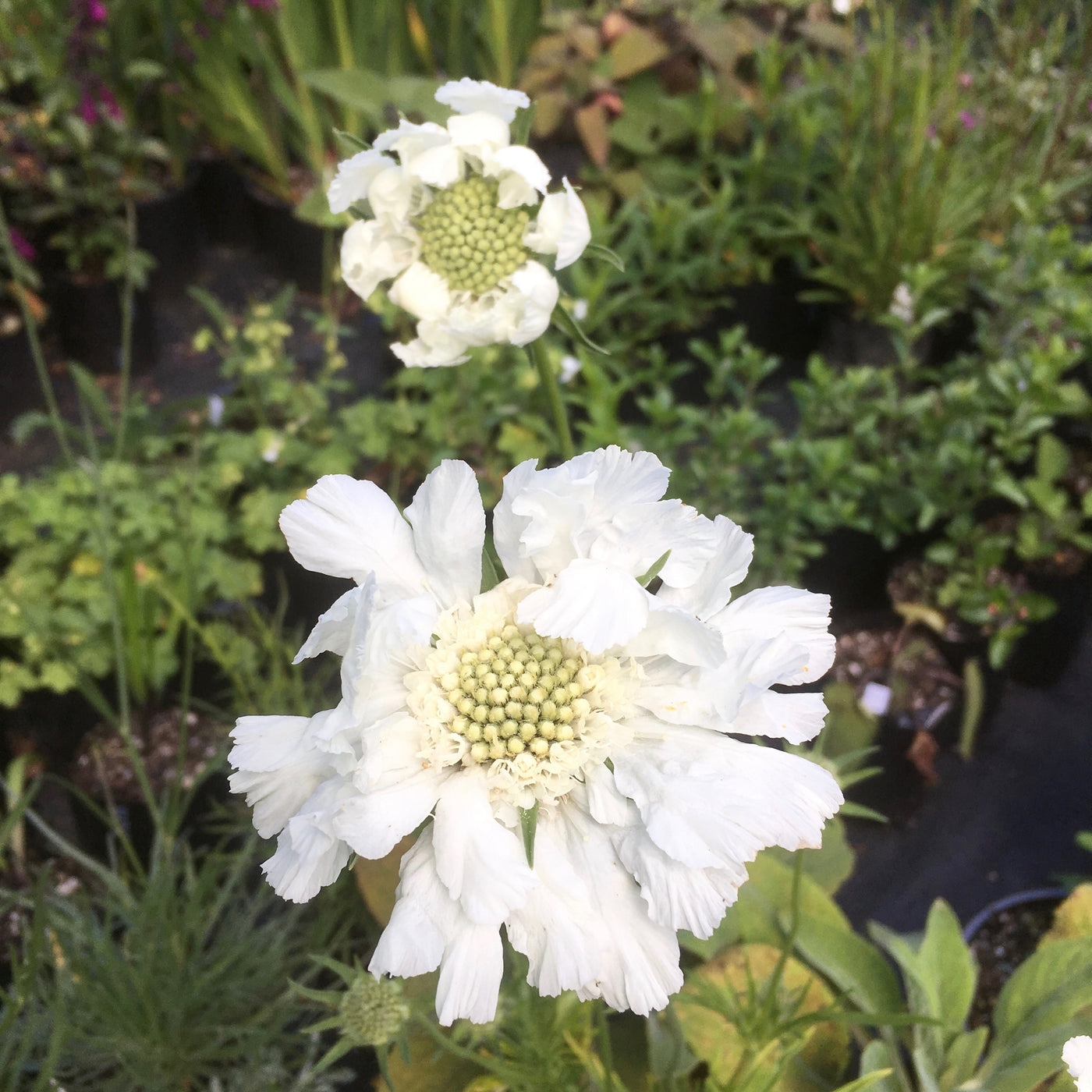 Puriri Lane | Scabiosa caucasica | Fama White