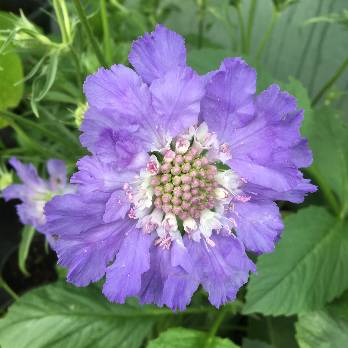 Puriri Lane | Scabiosa caucasica | Fama Blue