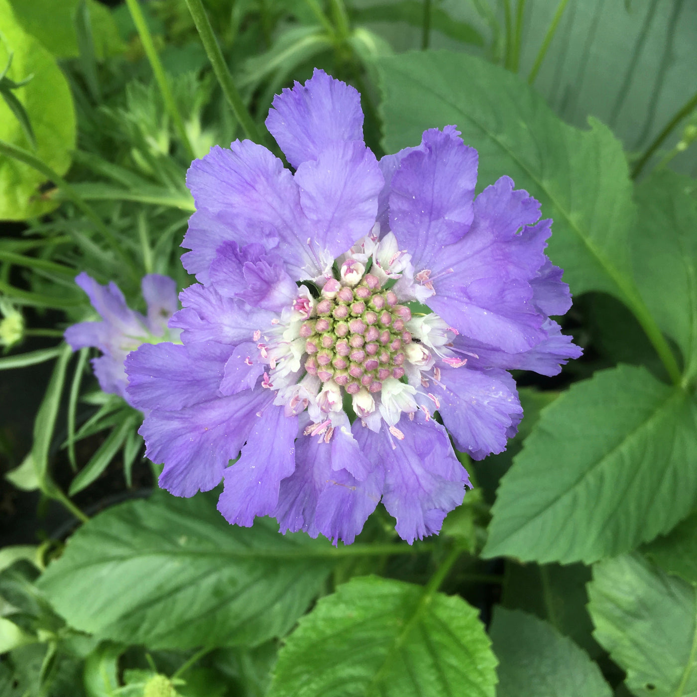Puriri Lane | Scabiosa caucasica | Fama Blue