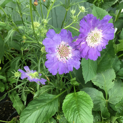 Puriri Lane | Scabiosa caucasica | Fama Blue