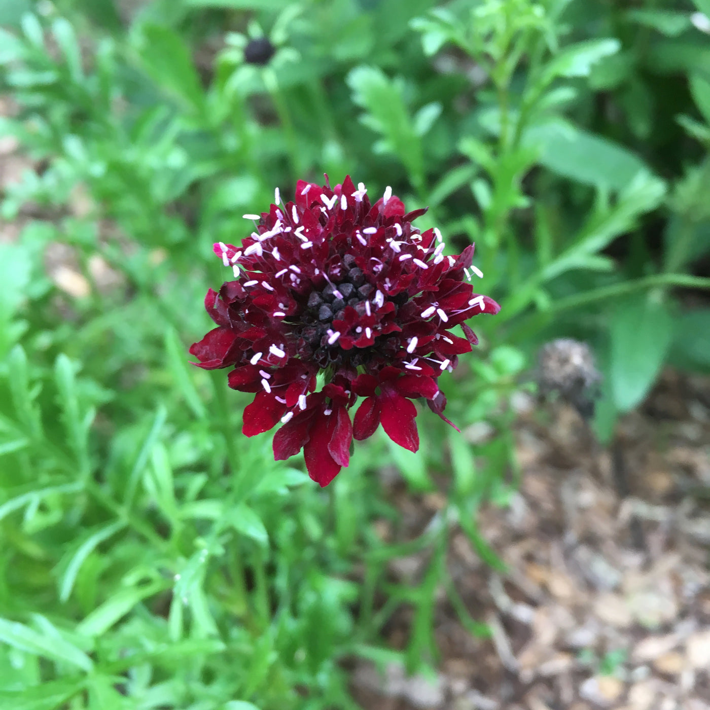 Puriri Lane | Scabiosa atropurpurea | Black Knight