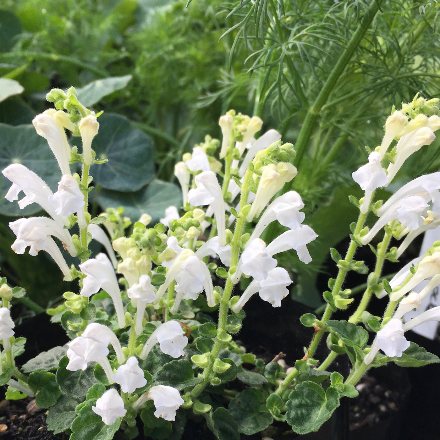 Puriri Lane | Scuttelaria indica var. parviflora | Snowflake