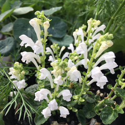 Puriri Lane | Scuttelaria indica var. parviflora | Snowflake