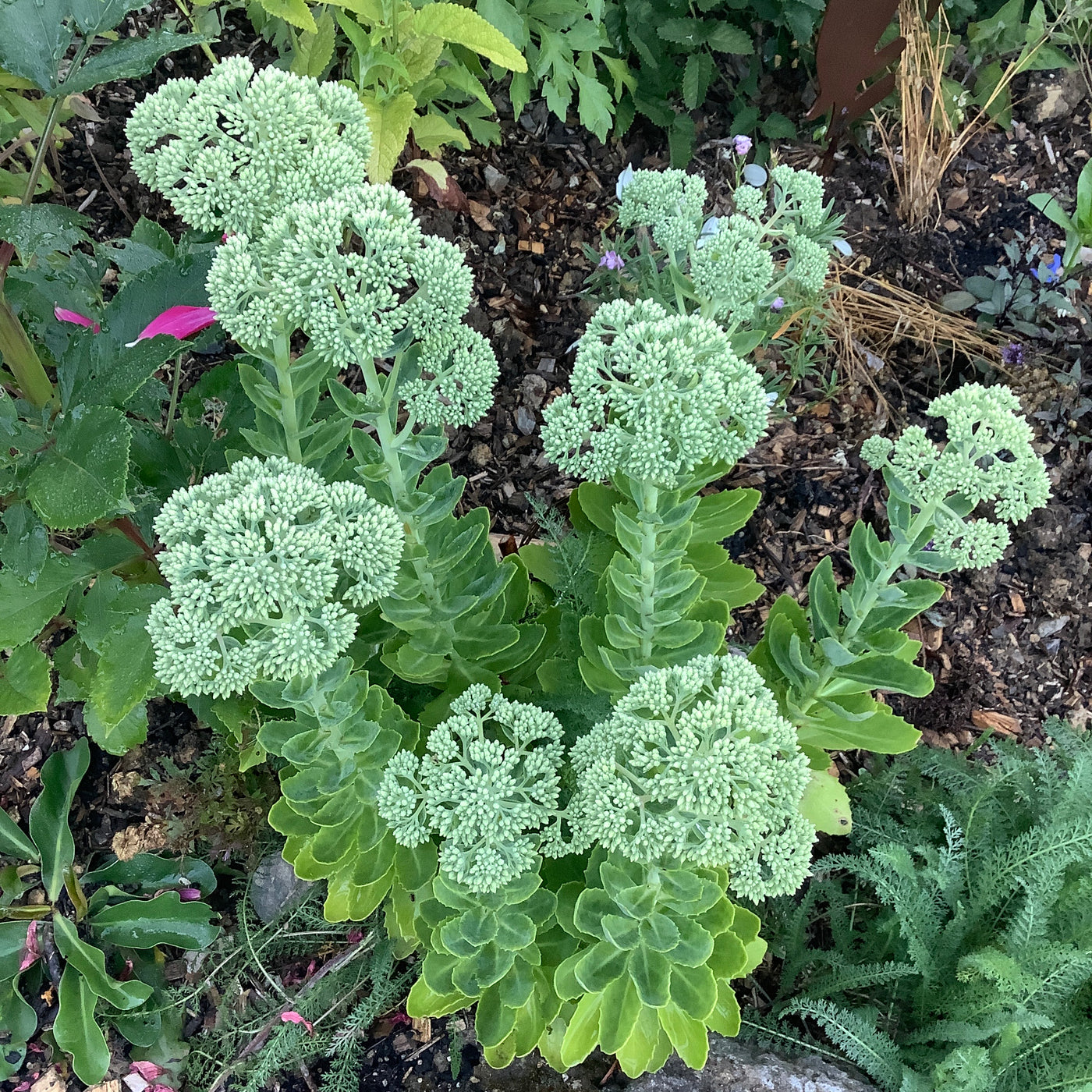Puriri  Lane | Spectabile sedum | Alba