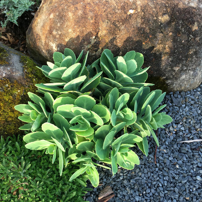 Sedum spectabile | Autumn Joy