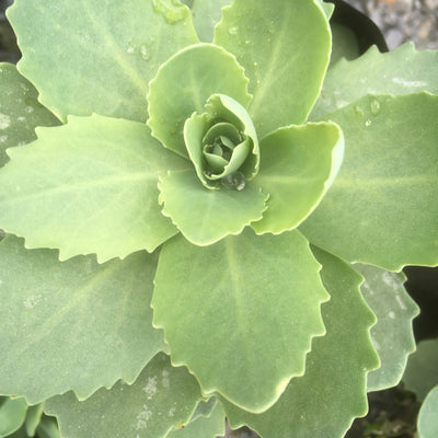 Puriri Lane | Sedum spectabile | Autumn Joy