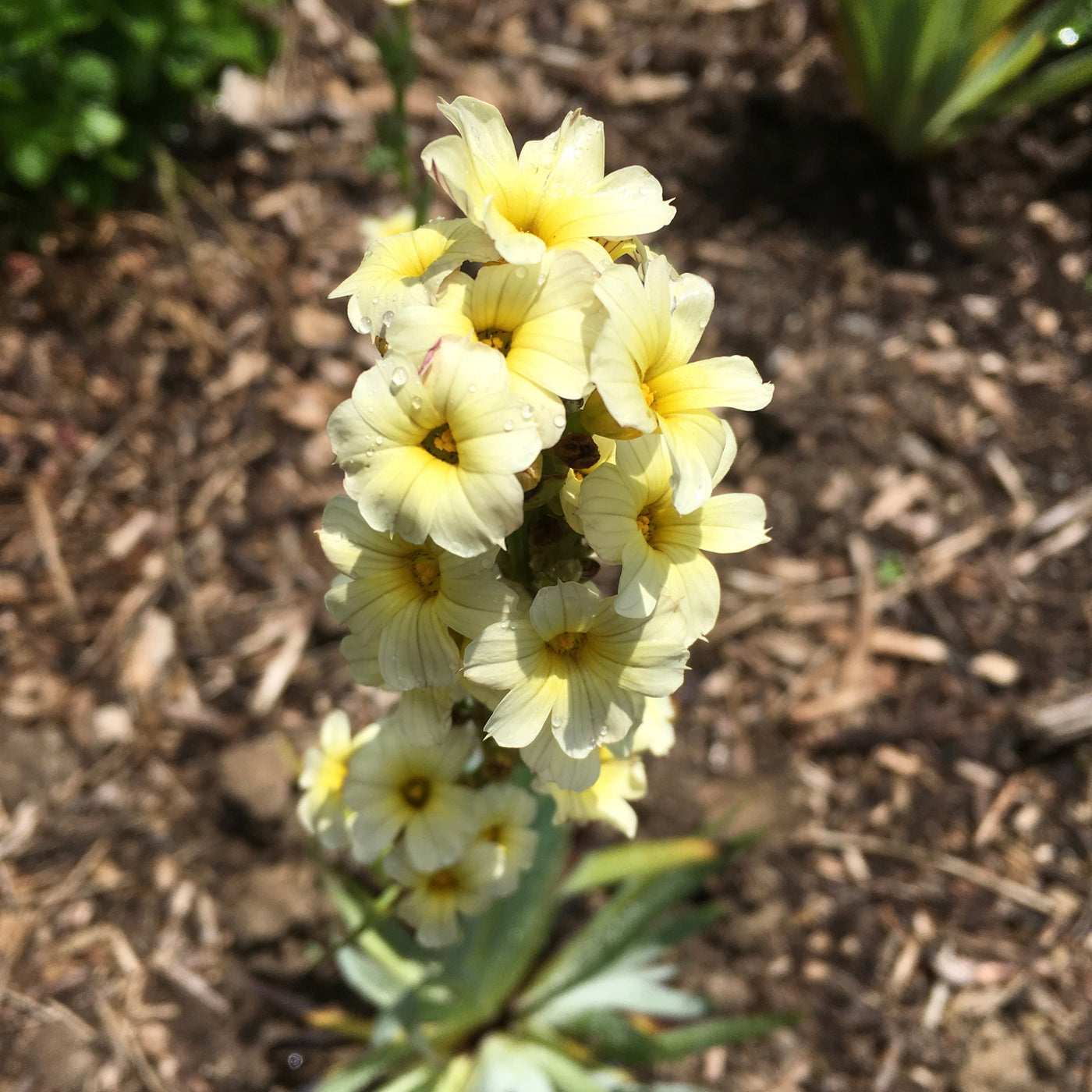 Puriri Lane | Sisyrinchium striatum