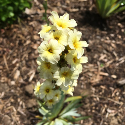 Puriri Lane | Sisyrinchium striatum