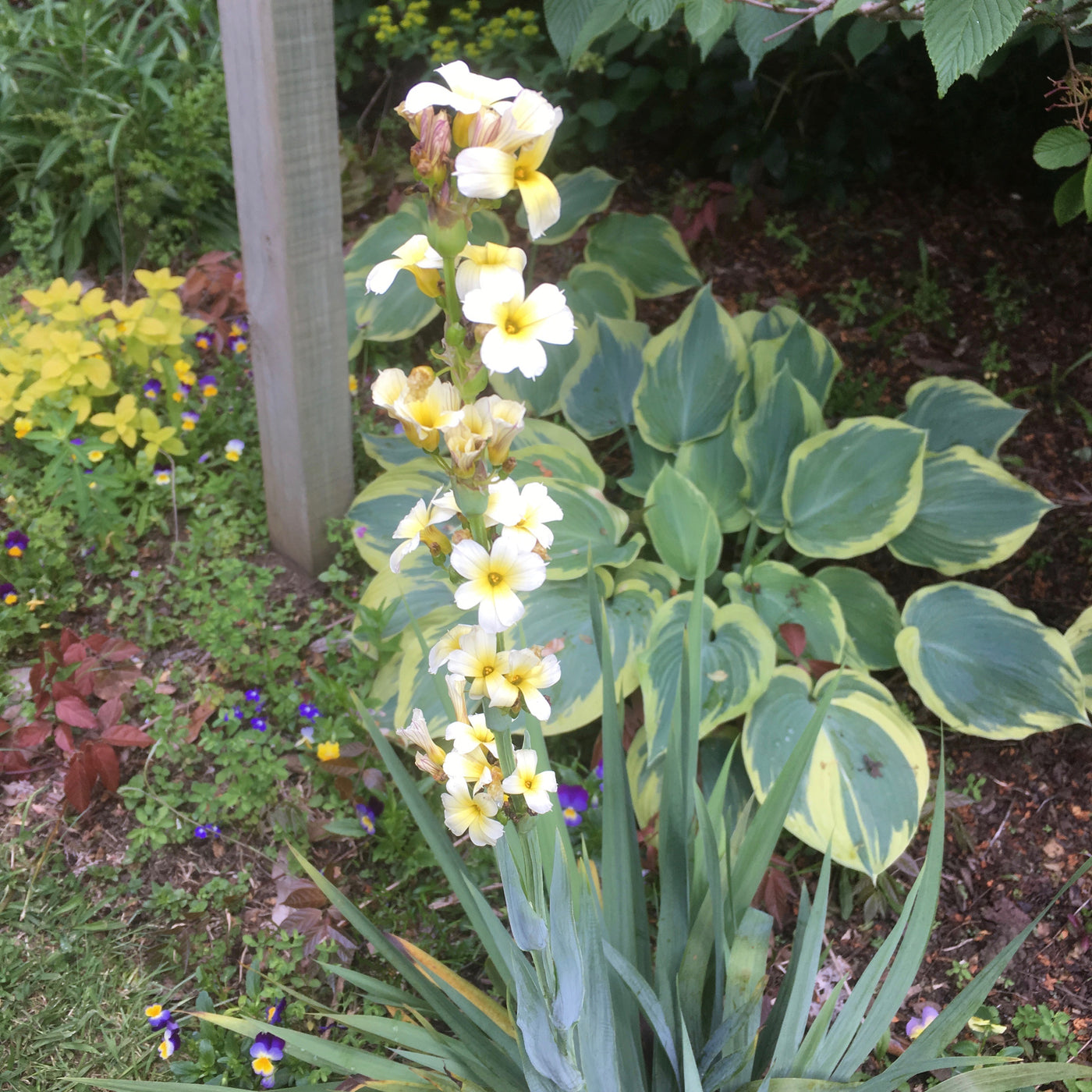 Puriri Lane | Sisyrinchium striatum