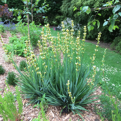 Puriri Lane | Sisyrinchium striatum