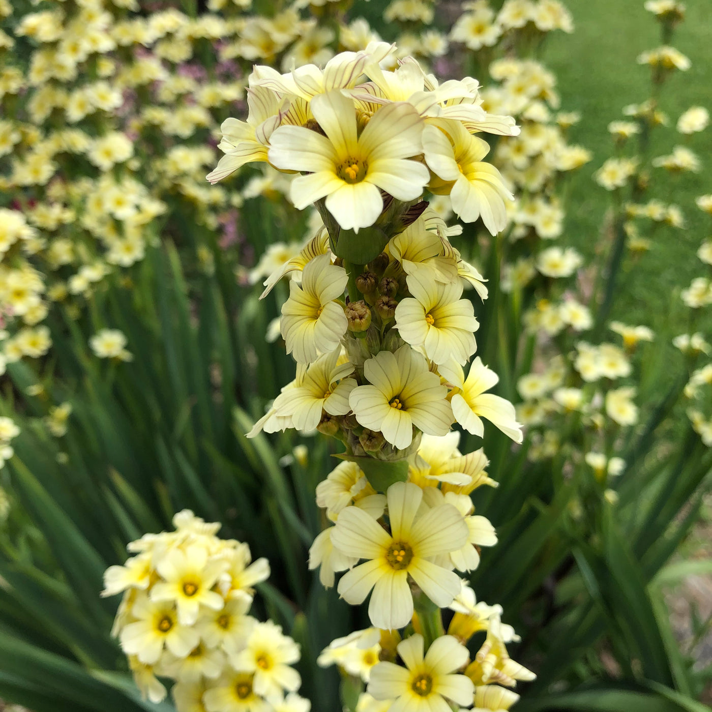 Puriri Lane | Sisyrinchium striatum