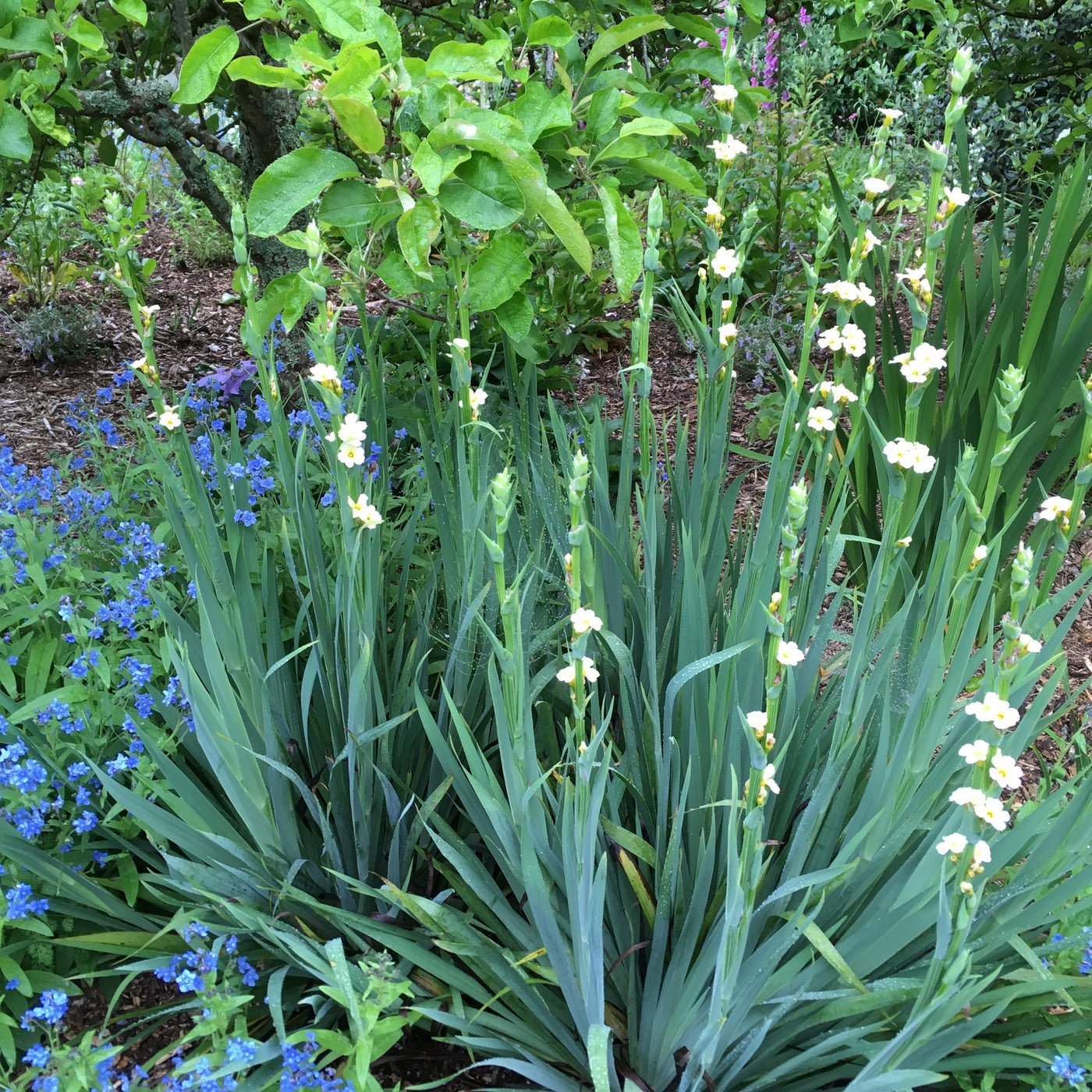 Puriri Lane | Sisyrinchium striatum