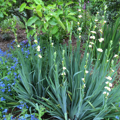 Puriri Lane | Sisyrinchium striatum