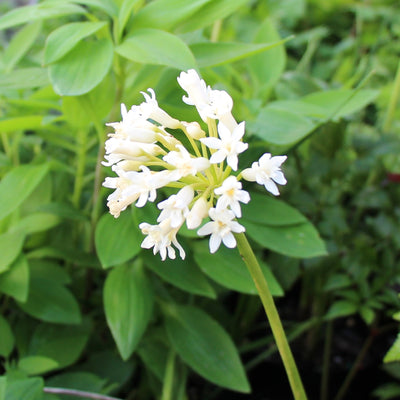 Puriri Lane | Tulbaghia simmleri | Alba