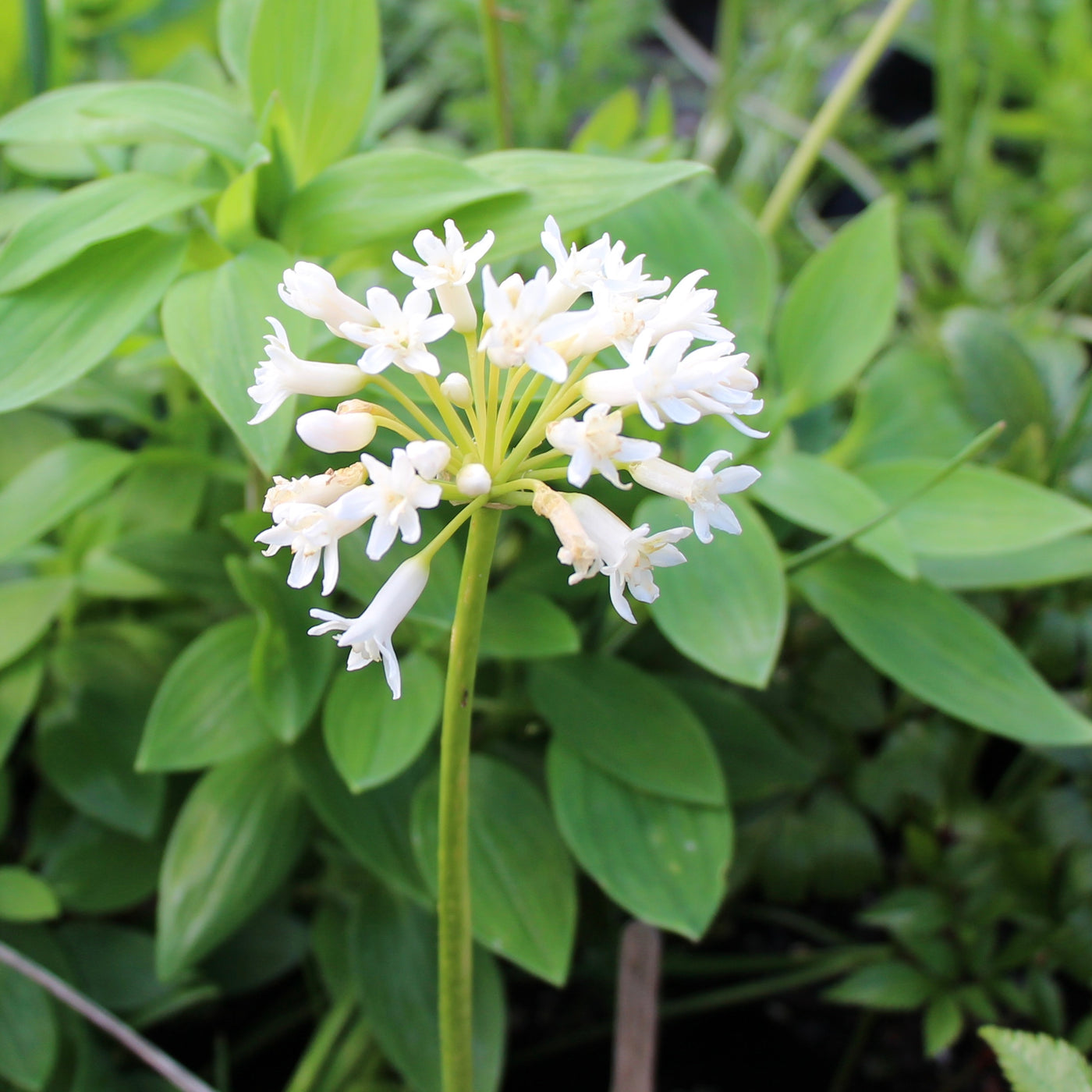 Puriri Lane | Tulbaghia simmleri | Alba