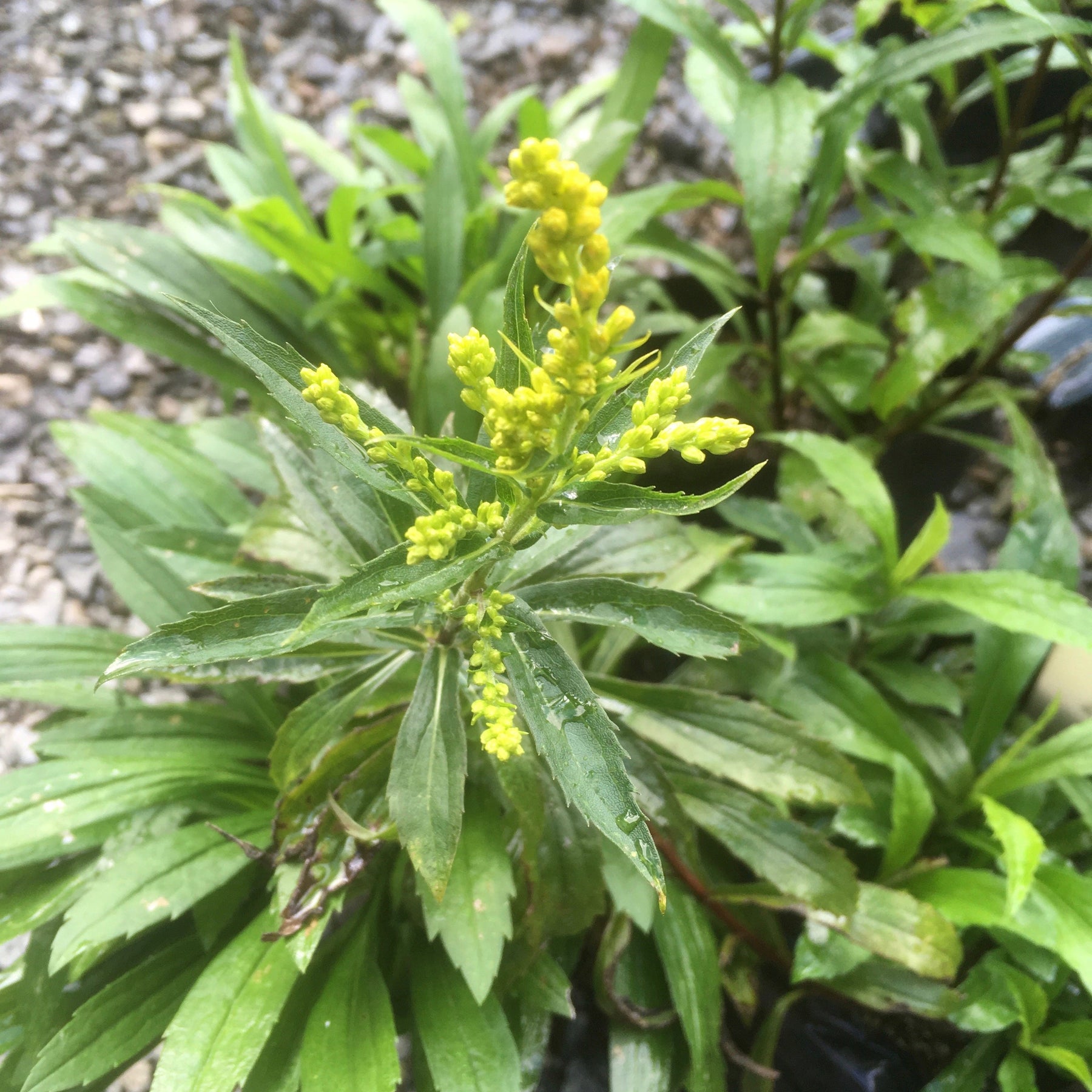 Solidago Golden Rockets Solidago canadensis | Baby Gold – Addenbrooke