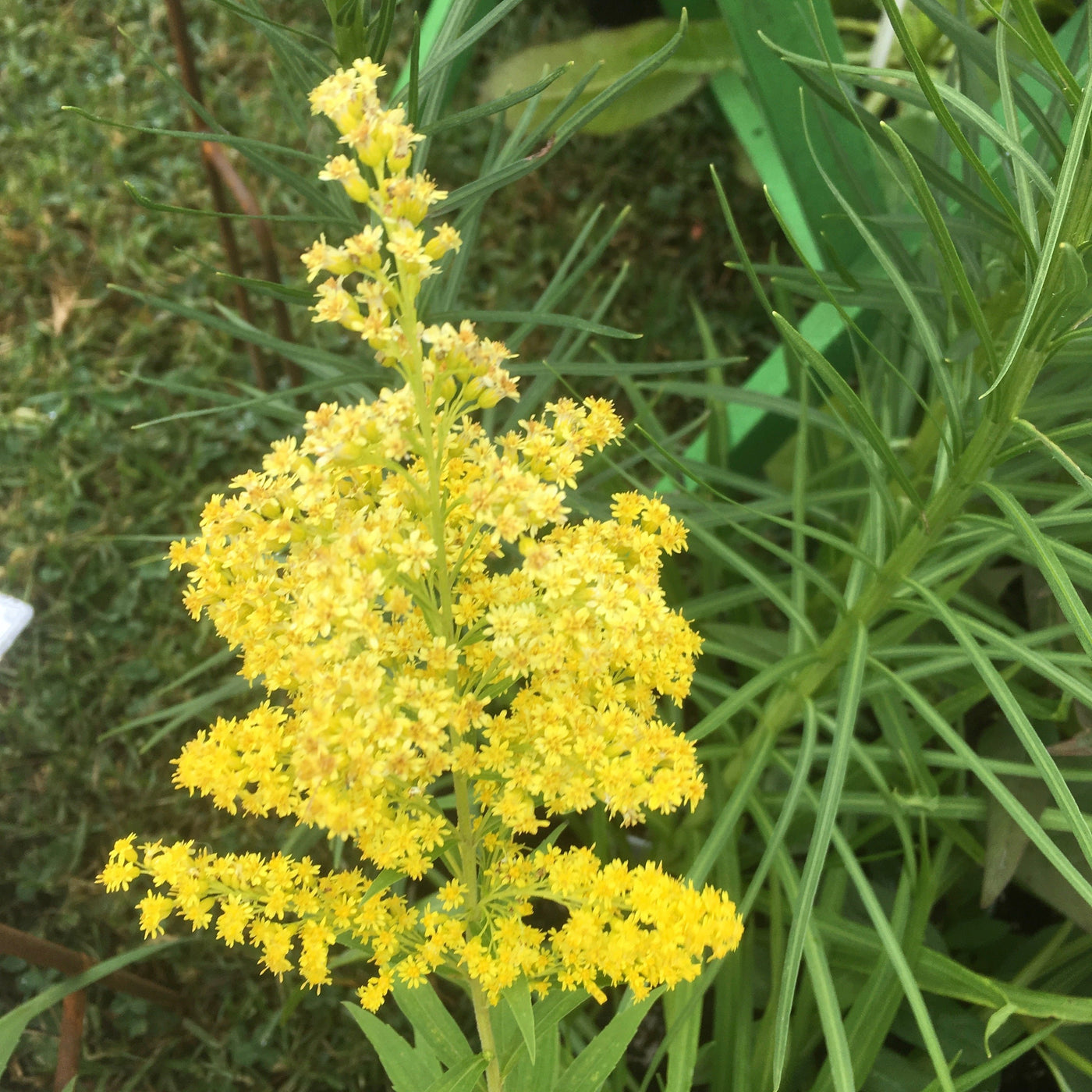 Puriri Lane | Solidago canadensis | Golden Baby