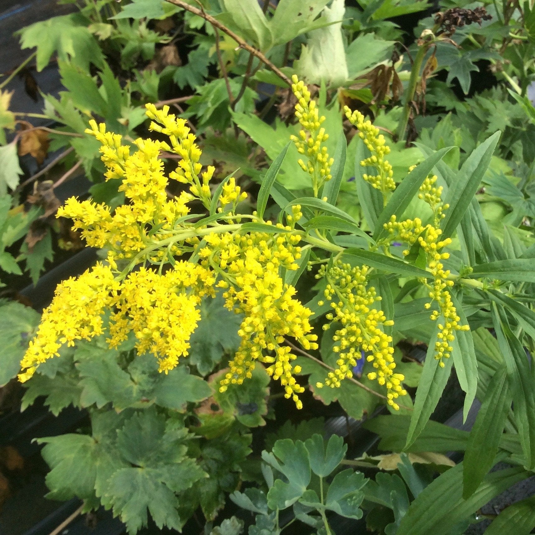 Solidago Golden Rockets Solidago canadensis | Baby Gold – Addenbrooke